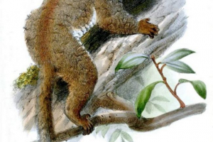 Schloricate galago або нічні мавпи Schloricate galago або нічні мавпи